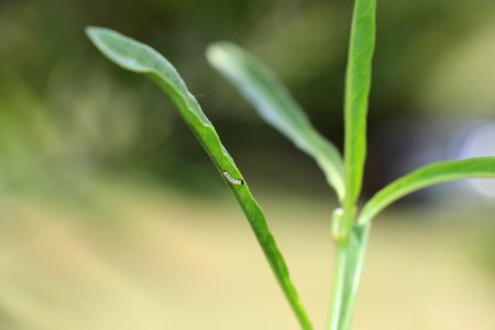 Monarch caterpillar on narrow-leaf milkweed