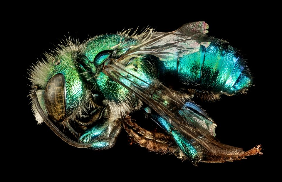 Osmia bruneri, M,  Park co., Wyoming, side 2 2015-11-20-20.33