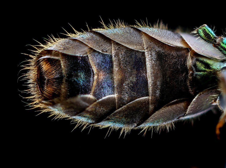 Augochlorella aurata, m, sternites, Grant Co. WV 2021-01-05-09.02.12 ZS PMax UDR