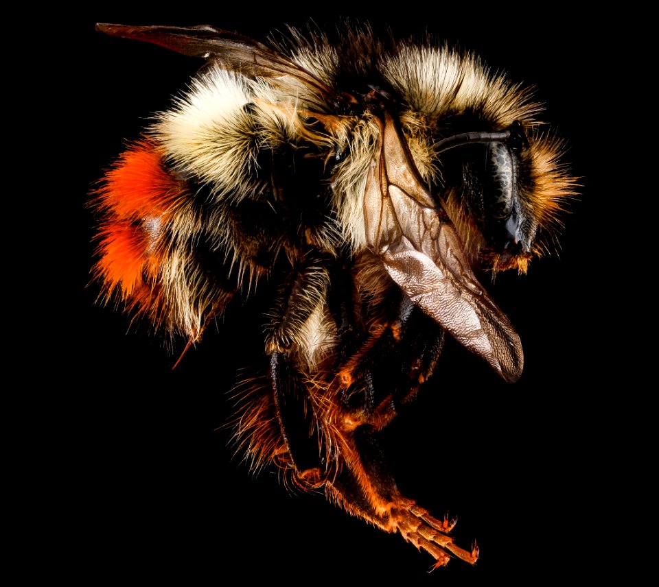 Bombus flavifrons, unknown, side 2012-07-25-13.04
