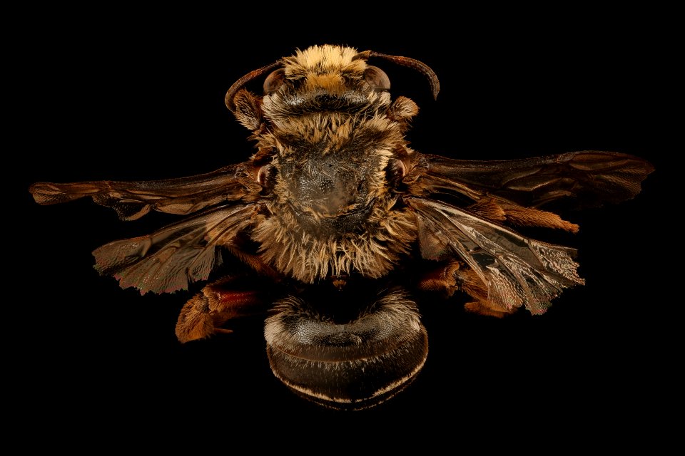Melitoma, m, back, La Cruz, Costa Rica 2018-08-15-20.20.17 ZS PMax UDR