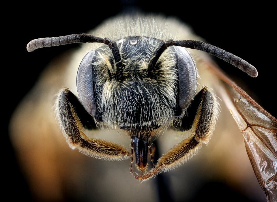 Andrena cressonii  kansensis, f, Delaware, face 2020-12-07-17.53.56 ZS PMax UDR