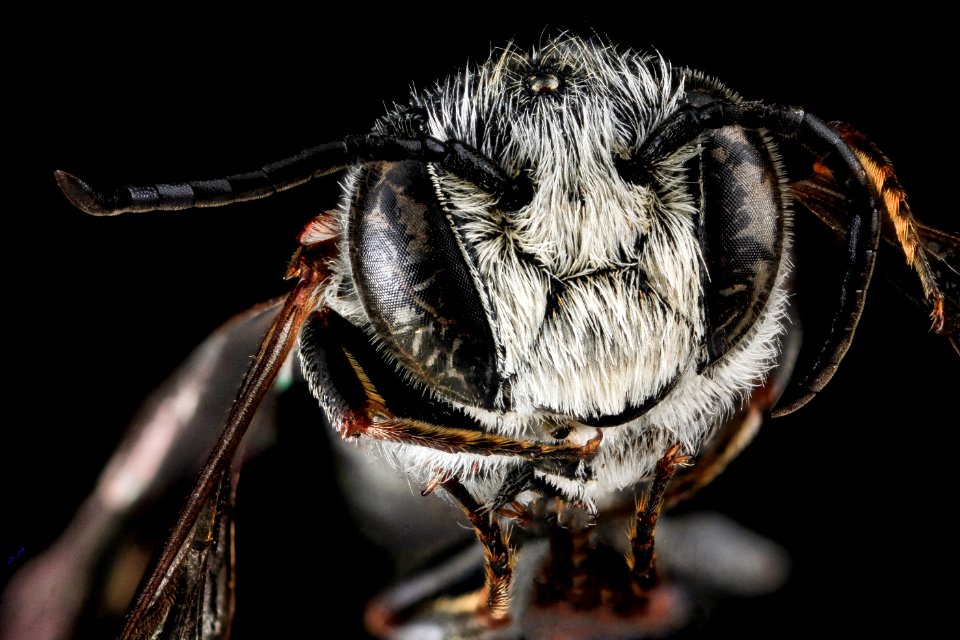 Coelioxys sayi, M, Face, MD, Baltimore 2013-06-23-18.34