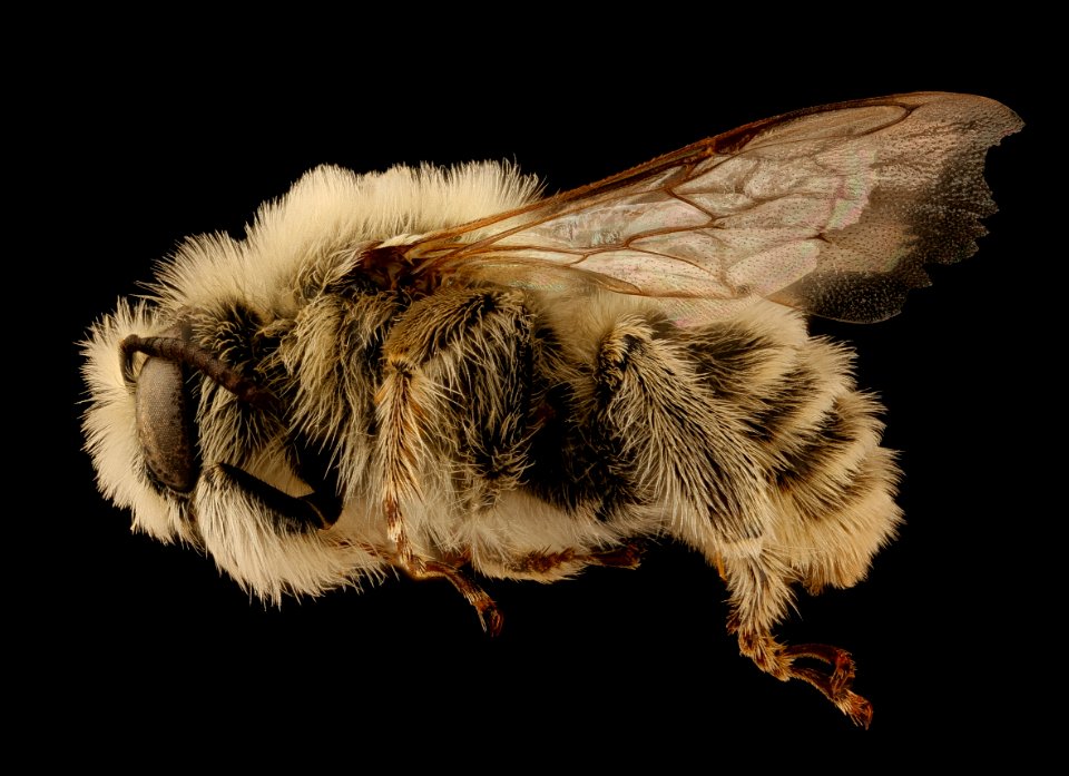 Diadasia diminuta, m, left, Jackson Co., SD 2018-08-10-18.15.24 ZS PMax UDR