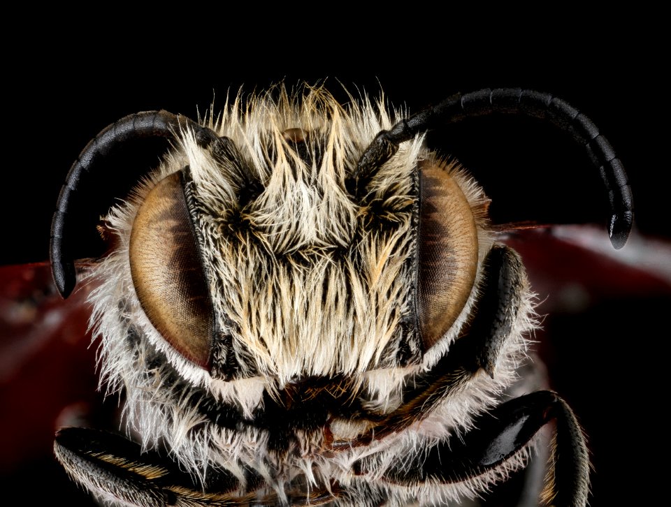 Coelioxys porterae, male, face 2012-07-09-18.13