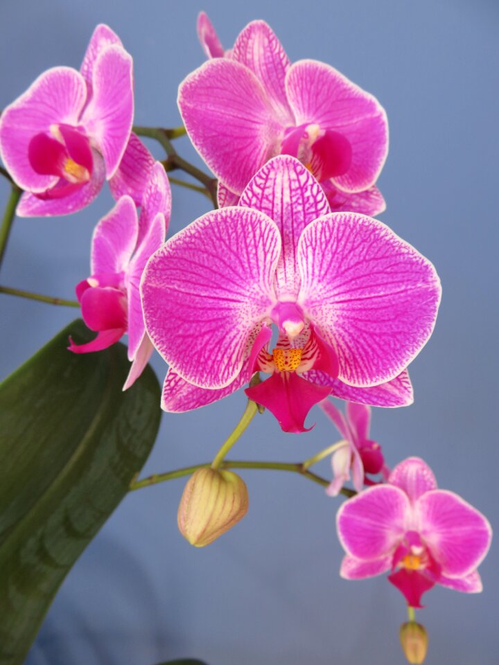 Blossom tropical purple