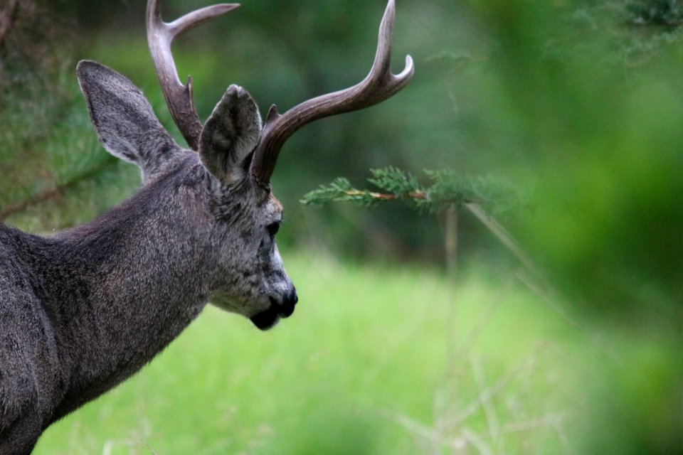 Male black-tailed deer in Pacific Grove, CA.