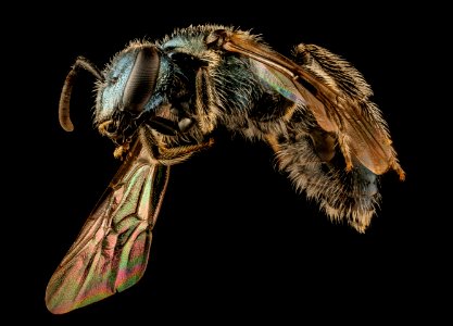 Lasioglossum coeruleum, f, side, ct, powerlines 2018-11-05-12.01.35 ZS PMax UDR