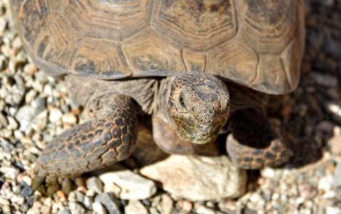 Desert tortoise at Living Desert photo