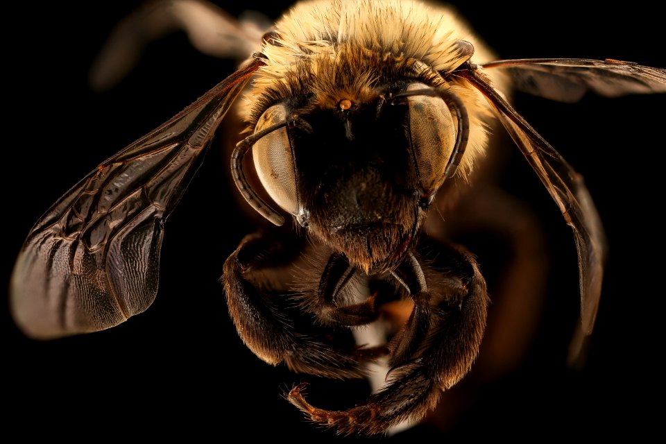 Anthophora ursina, f, face, Dauphin County, PA 2019-03-20-16.16.10 ZS PMax UDR