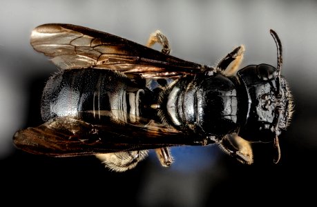 Ceratina species, back, puntarenas, costa rica 2015-04-20-12.18.43 ZS PMax