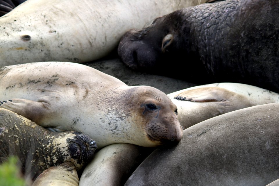 Juvenile male elephant seal
