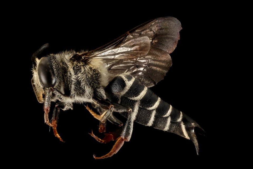 Coelioxys rufitarsis, F, Side, NY, Elk Lake 2014-09-04-16.01.29 ZS PMax