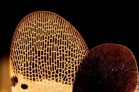 Spotted lanternfly, wing detail 2017-06-08-18.04