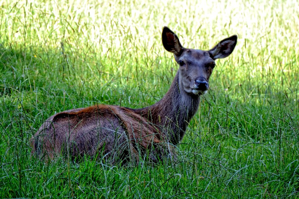 Forest forest animal nature