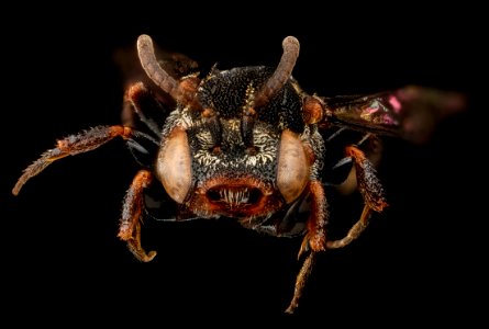 Holcopasites heliopsis, U, face, Maryland, Anne Arundel County 2013-03-19-15.36.29 ZS PMax