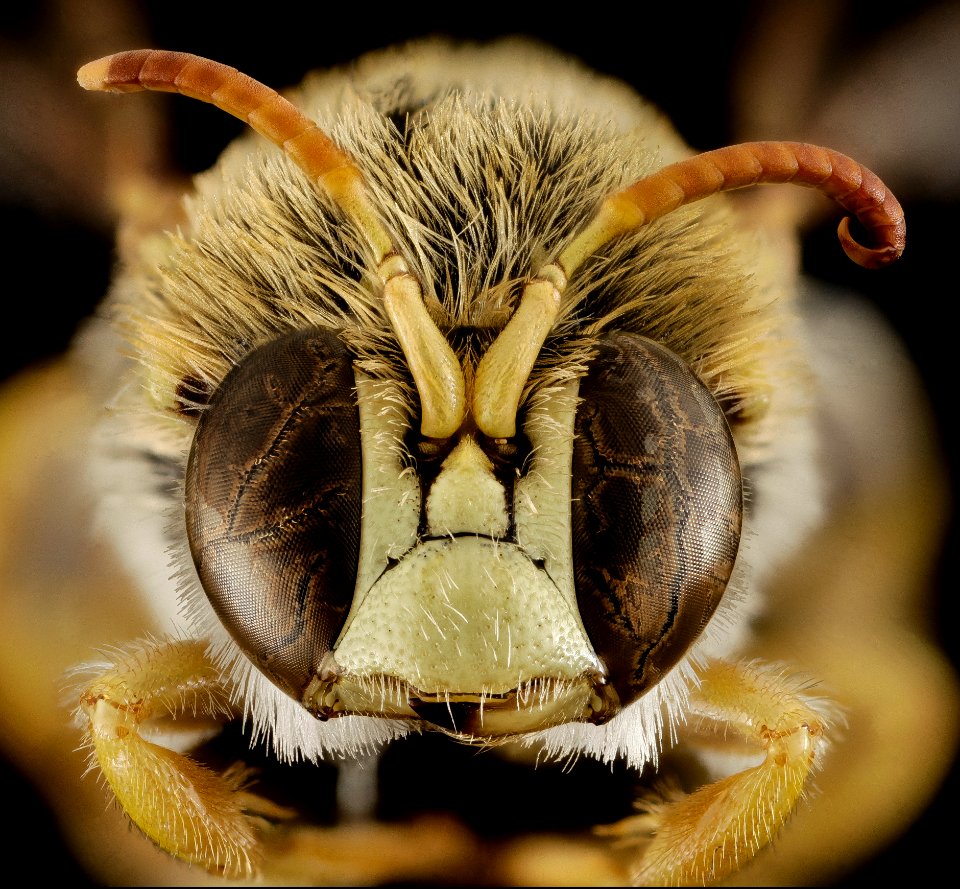 Meganomia sp, m, south africa, face 2014-10-11-18.08.09 ZS PMax