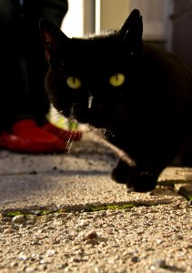 Black Cat, Red Shoes