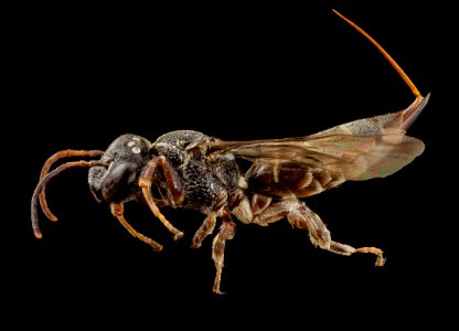 Coelioxoides waltheriae, f, peru, side 2014-08-09-11.10.33 ZS PMax