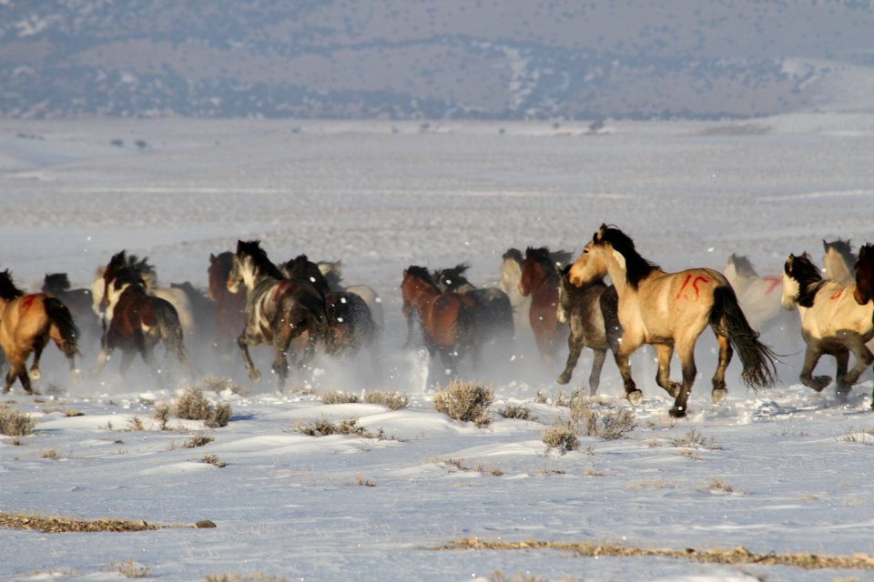 Swasey Wild Horse Gather Day 5: 2/16/13