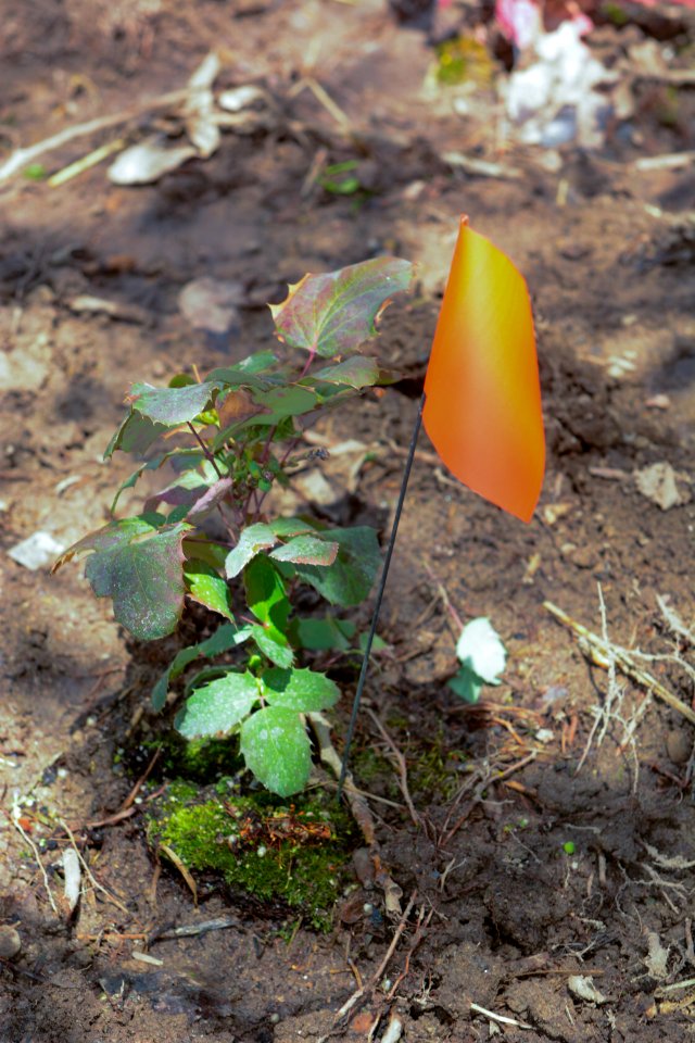 Hidden Hollow Service Project