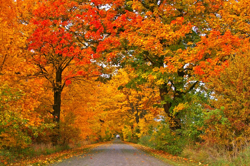 Away road tree lined avenue photo