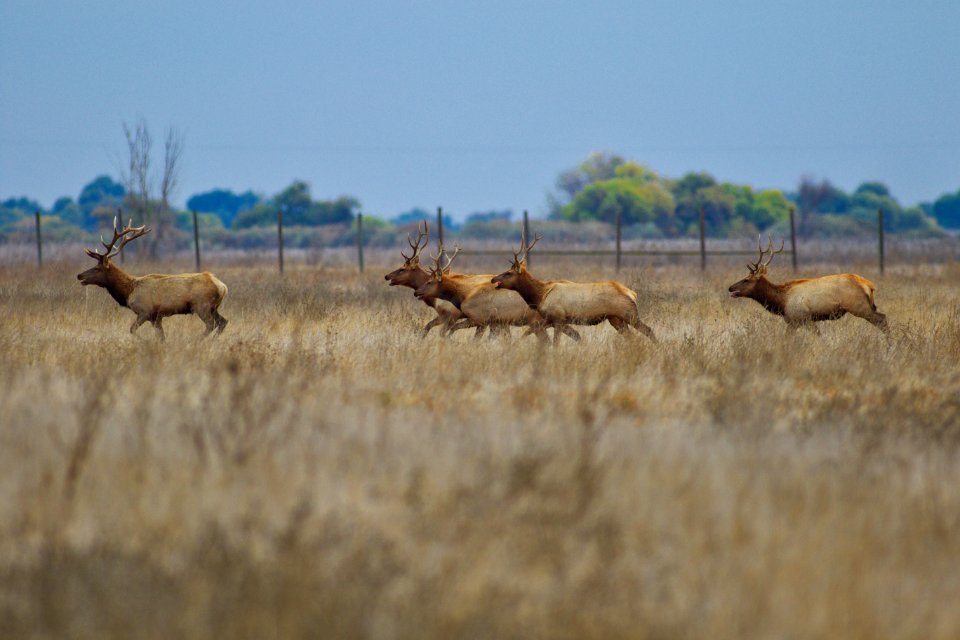 Tule elk at San Luis National Wildlife Reserve