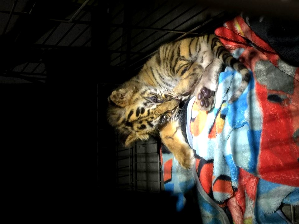 Moka rescued at the border by Customs & Border Patrol agents
