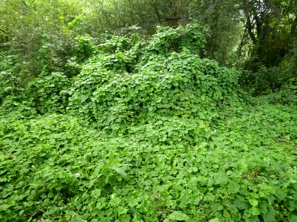 Invasive Cape ivy