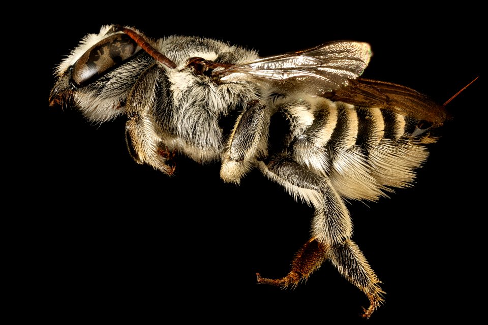 Megachile coquilletti, f, left side, Pima Co. Tucson, AZ 2016-07-19-16.11