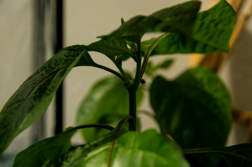 Budding chili plant