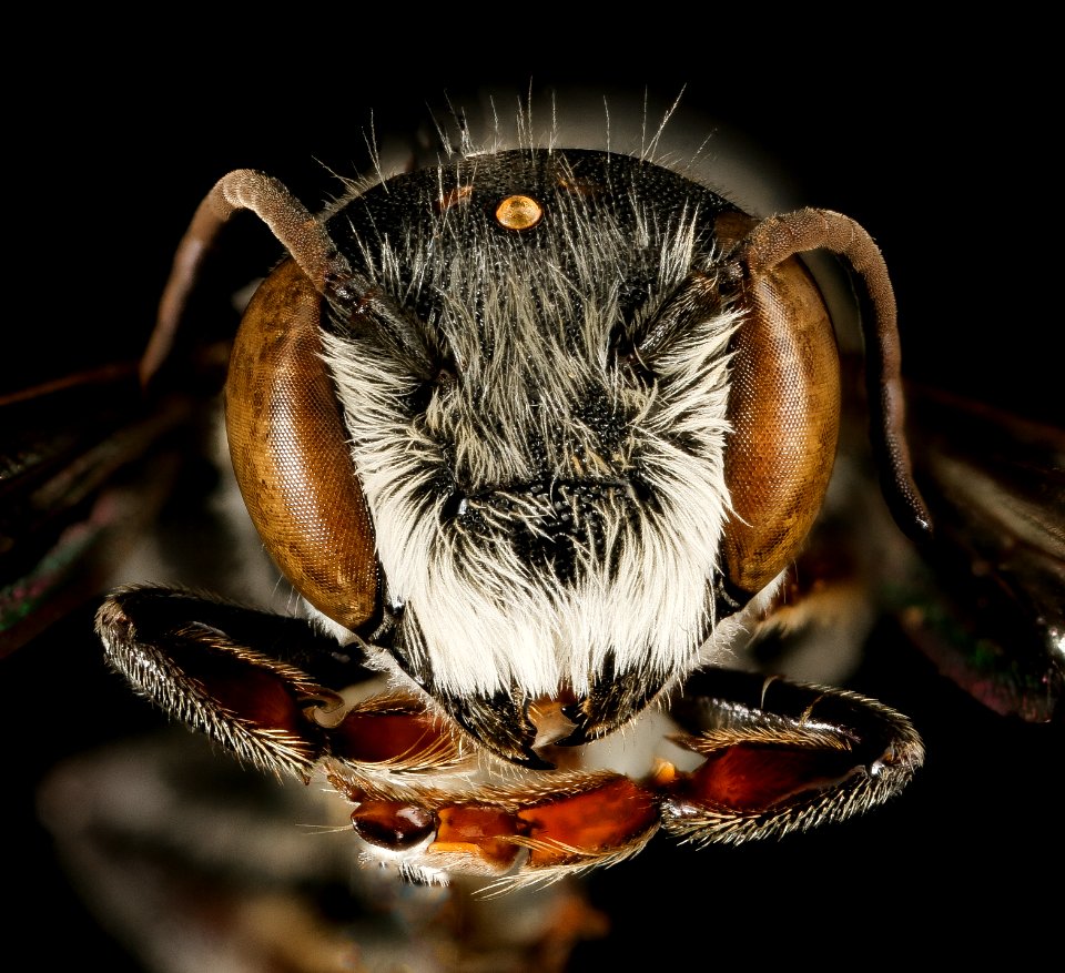 Megachile exilis, m, face, Pr. George's Co., MD 2016-03-16-00.05