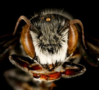 Megachile exilis, m, face, Pr. George's Co., MD 2016-03-16-00.05