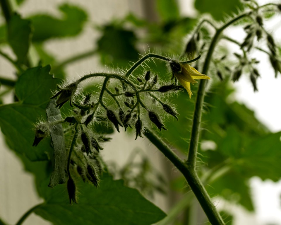 First tomato flower
