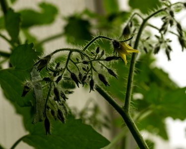 First tomato flower