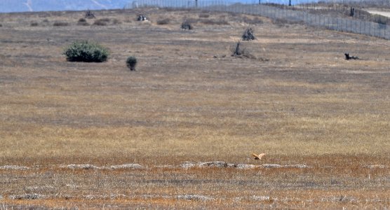 Burrowing owl flying in Otay Mesa, California.