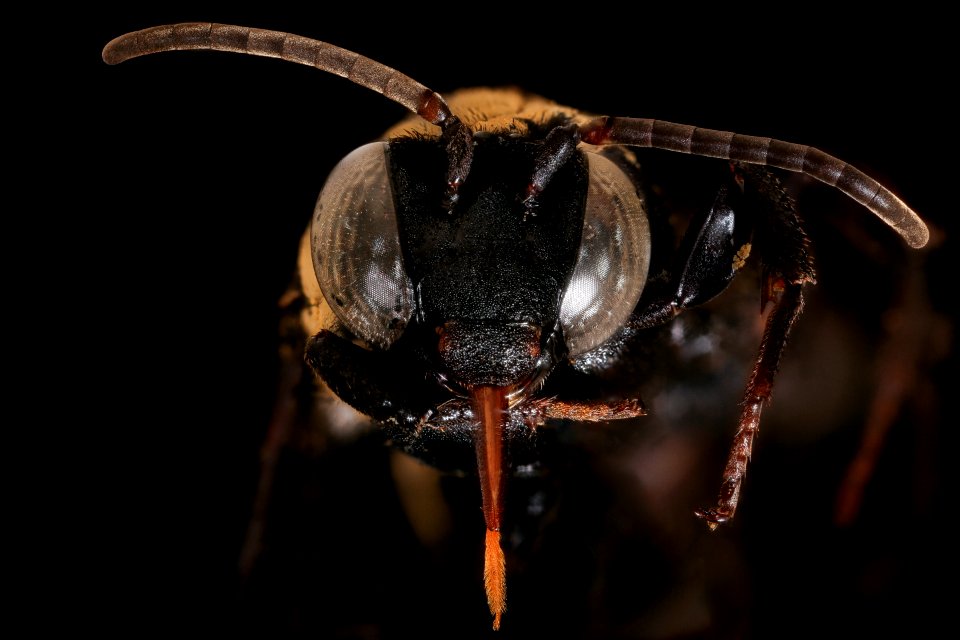 Triepeolous concavus, f, face, Yolo Co., CA 2019-03-22-02.57.31 ZS PMax UDR