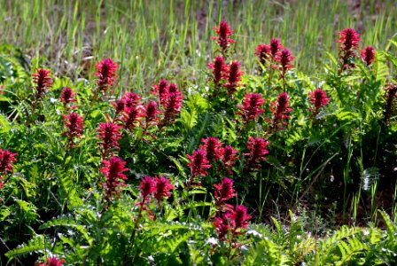 INDIAN WARRIOR (pedicularis densifolia hook) (4-5-07)-2