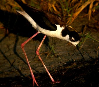 STILT, BLACK-NECKED (6-9-07) cholame v wetlands -04