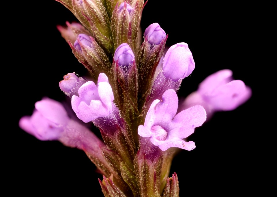 Verbena hastata 2, Howard County, MD, Helen Lowe Metzman 2017-08-07-19.24