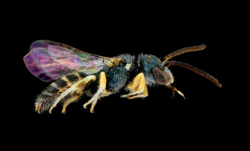 Nomioides minutissmus, m, right, Podunajska, Slovakia 2020-02-17-18.18.13 ZS PMax UDR