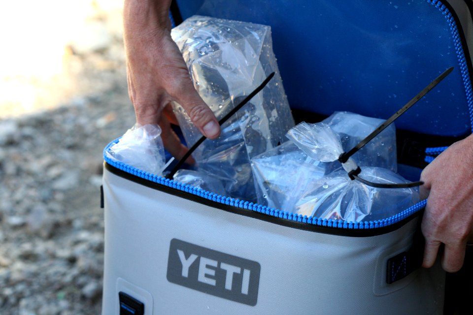 Tadpoles loaded into temperature controlled backpacks