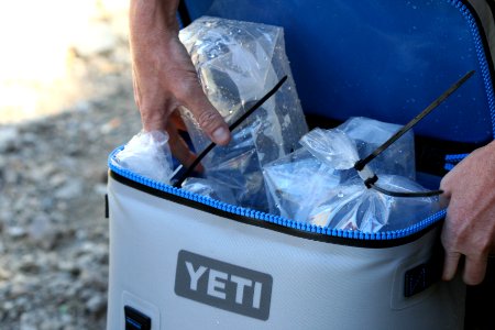 Tadpoles loaded into temperature controlled backpacks