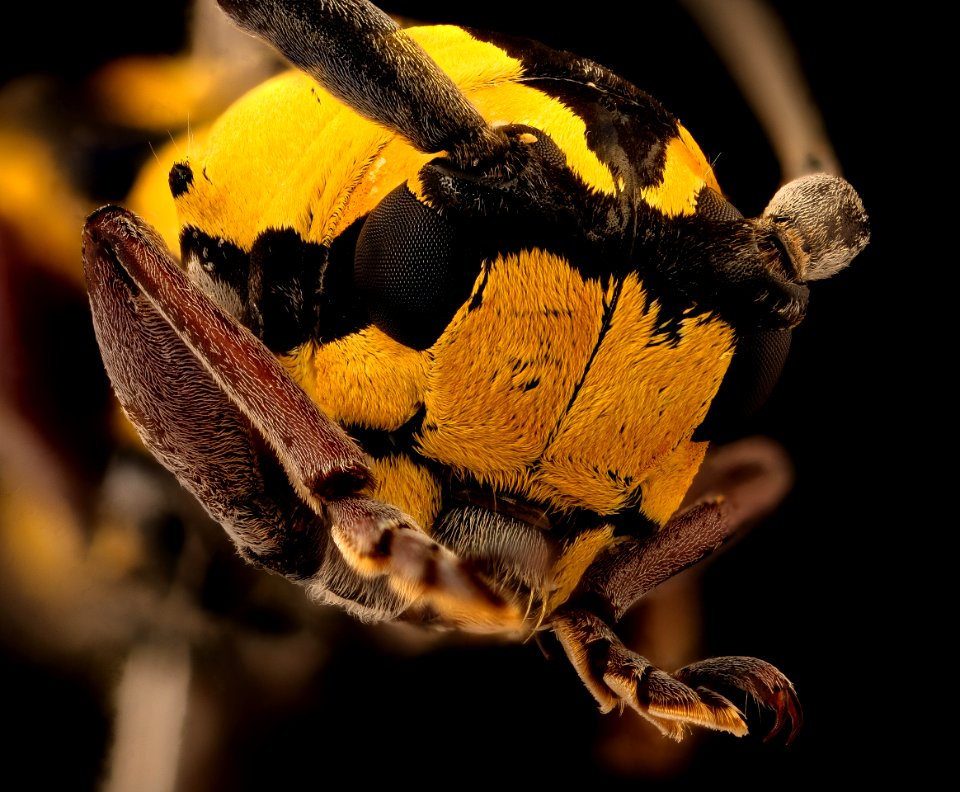 Tragocephala species, u, face 2, Skukuza, South Africa 2018-07-17-20.05.23 ZS PMax UDR