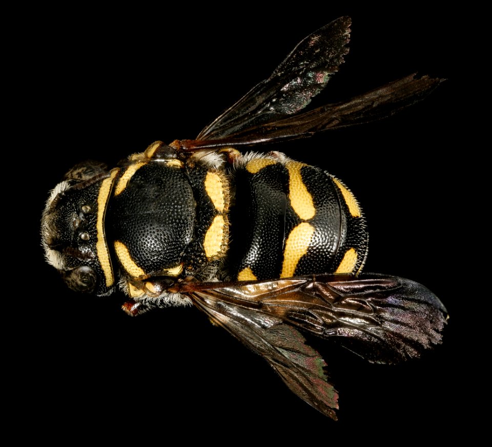 Anthidiellum notatum gilense, f, back, Cochise Co. AZ 2016-03-15-19.58