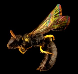 Hylaeus pictipes, m, left side, Crawford Co., PA 2016-11-11-17.00