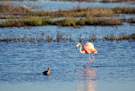 Flamingo with shorebird photo