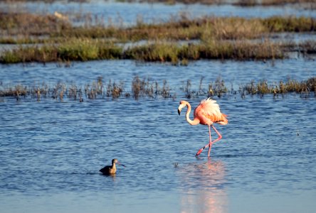 Flamingo with shorebird