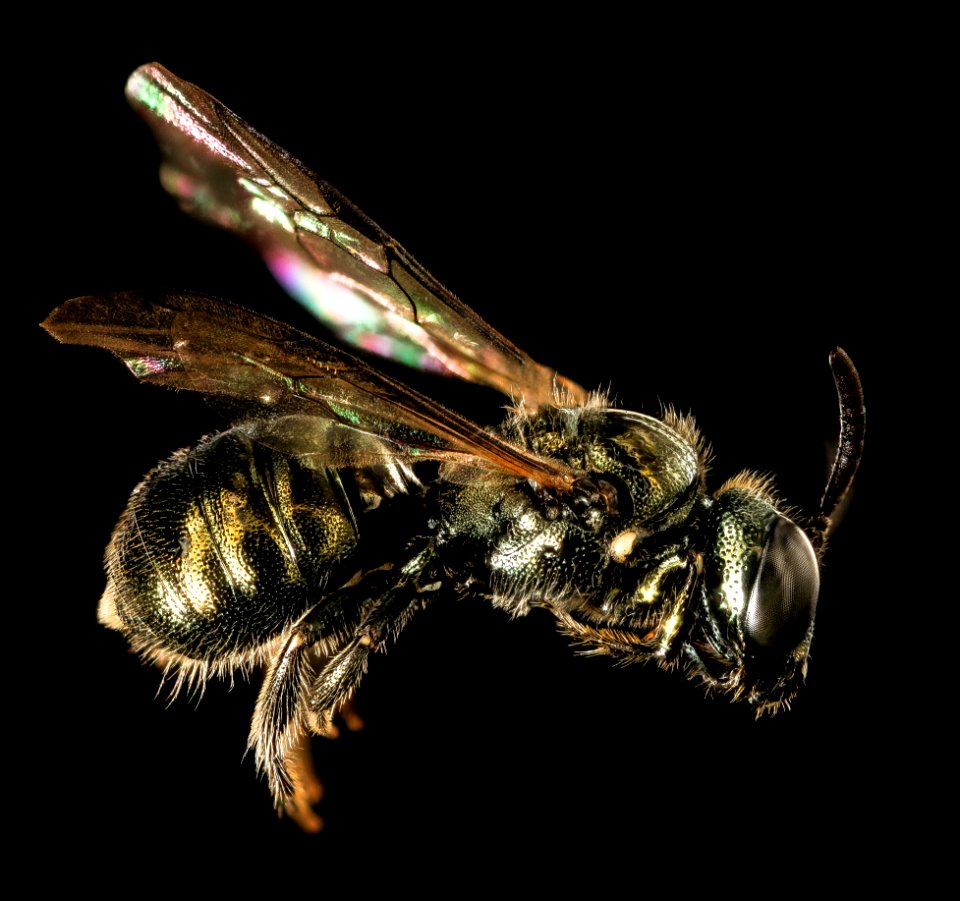 Ceratina species, m, side, bright green, San Francisco, CA 2016-05-04-15.56