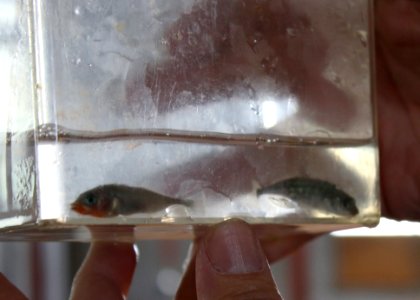 Unarmored threespine sticklebacks at the California Department of Fish and Wildlife's (CDFW) Fillmore Fish Hatchery.